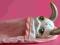 Littlest Pet Shop LPS Figurka zajączek w ubranku