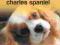Rasy psów Cavalier King Charles Spaniel - NOWA !