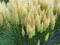 Trawa pampasowa Cortaderia - sadzonka