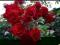 RÓŻA CZERWONA     rabatowa    sadzonki 2L