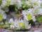 Bibułkowe przeźroczyste kwiaty PARONYCHIA