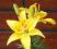 LILIA AZJATYCKA BRIGHT PIXIE LILIUM HYBRIDUM