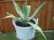 KOSZ DONICA DONICZKA POJEMNIK NA KWIATY WIKLINA