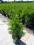 Thuja Brabant C2-3 wys. 50-70cm EKSTRA TOWAR !!!