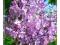 SYRINGA VULGARIS LILAK POSPOLITY SADZONKI 30-60CM