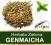 Herbata Zielona-GENMAICHA z ryżem-WITAMINA B1- 1kg
