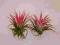 Tillandsia Ionantha rubra