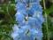 Delphinium Magic 'Sky Blue White Bee' - Ostróżka