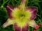 LILIOWIEC, LILIOWCE, HEMEROCALLIS LOTUS POSITION