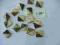 Guziki z rogu kwadratowe 20 x 20mm 15 szt. I.087