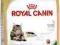ROYAL CANIN MAINE COON - 2kg.