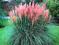 TRAWA PAMPASOWA  DUŻE SADZONKI BIAŁA ,RÓZOWA