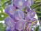 GLICYNIA CHIŃSKA fioletowa wisteria, sadzonka