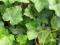 BLUSZCZ THORNDALE największa sadzonka na All 60 cm