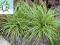 trawa ozdobna CAREX OSHIMENSIS EVERGOLD -SADZONKA