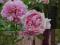 RÓŻA parkowa LAVENDER LASSIE różowa LILA 5 litrów
