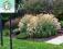 trawy ozdobne MISCANTHUS ADAGIO- sadzonka