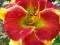 Liliowiec 'Brookwood Lee Causey'   Hemerocallis