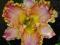Liliowiec 'French Lingerie'   Hemerocallis