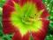 Liliowiec 'Christmass Is'   Hemerocallis