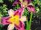 Liliowiec 'Magic Dancer'   Hemerocallis