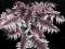 Athyrium 'Burgundy Lace' Wietlica FIOLETOWA PAPROĆ