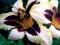 Liliowiec WILD HORSES Hemerocallis