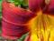 Liliowiec PARDON ME Hemerocallis