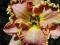 Liliowiec DARLA ANITA Hemerocallis