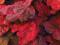 czerwona ŻURAWKA 'Autumn Leaves' Heuchera