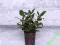Ficus Elastica Melany 40 cm HYDROPONIKA rzadkość!