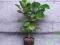 Ficus Lyrata 80 cm HYDROPONIKA rośliny do biur