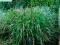 trawa ozdobna Panicum Rehbraun-sadzonka
