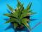 241*KAKTUSY* Agave victoria-reginae