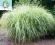 trawa ozdobna Miscanthus Variegatus -NOWOŚĆ