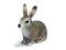 SCHLEICH 14631 DZIKI KRÓLIK