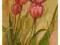 Tulipany    Pejzaż Kwiaty