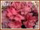 Żurawka 'Fire Chief' (Heuchera) p9