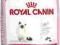 Royal Canin Kitten - 10kg