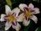 HEMEROCALLIS DESTINIED TO SEE---liliowiec sadzonki