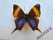 motyl Marpesia corinna A1