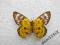 motyl Dysphania sp. Female A1-