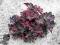 Heuchera 'Black Bird' - Żurawka CZARNY PTAK nowość