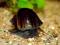 Ślimak Ampularia Black Mystery Pomacea Diffusa