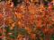 Cudowne pomarańczowe AGESTACHE BYLINA