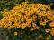 Rudbekia BYLINA