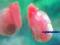 Różowe ślimaki , ślimak Planorbella sp. Pink
