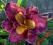 LILIOWIEC, HEMEROCALLIS ULTRAVIOLED MOOD