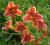 LILIOWIEC, LILIOWCE, HEMEROCALLIS RIBBONETTE