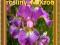 IRIS SPARKLING ROSE kosaciec irys różowy